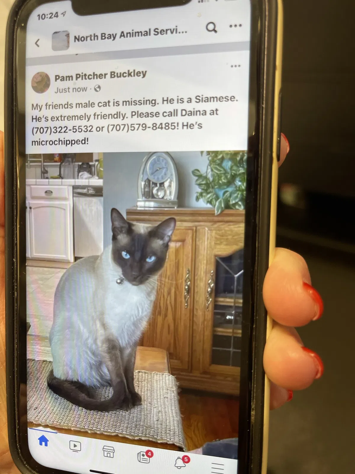Lost cat in Santa Rosa, CA, 95407
