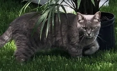 Lost cat in Carol Stream, IL, 60188
