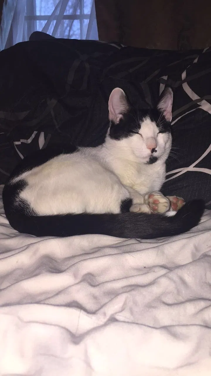 Lost cat in New Britain, CT, 6053