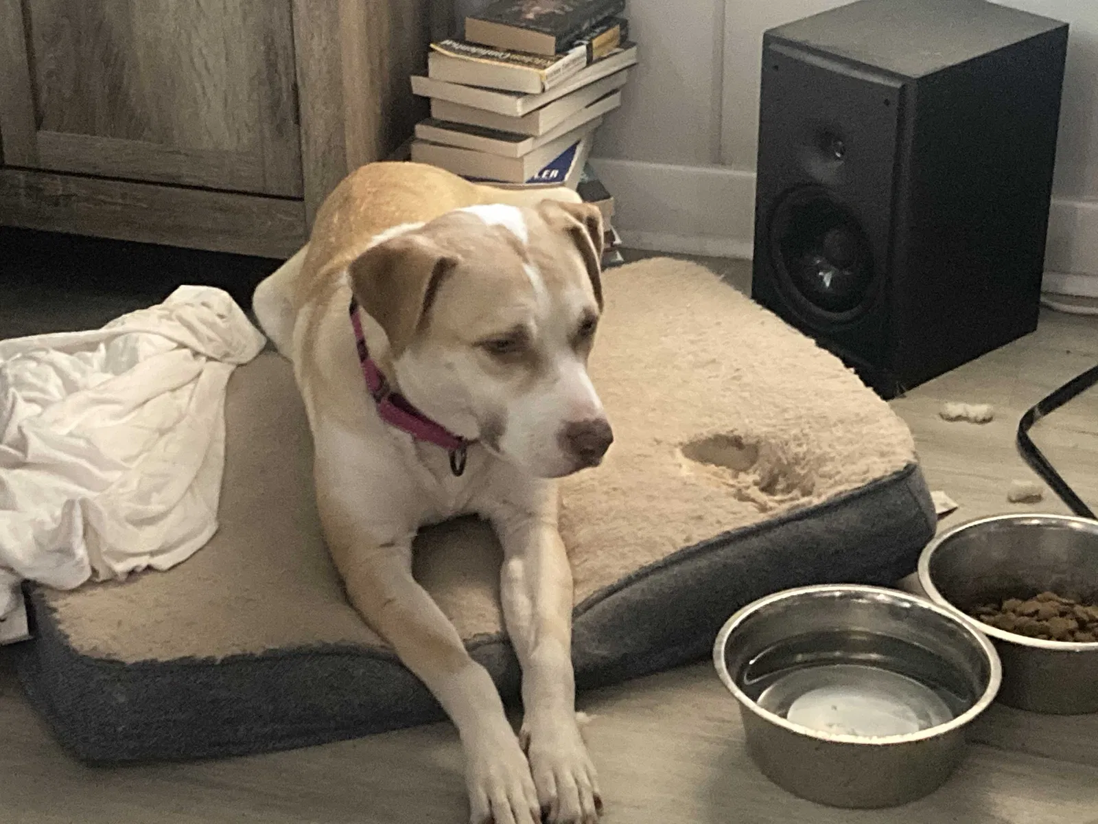Lost dog in Phoenix, AZ, 85016