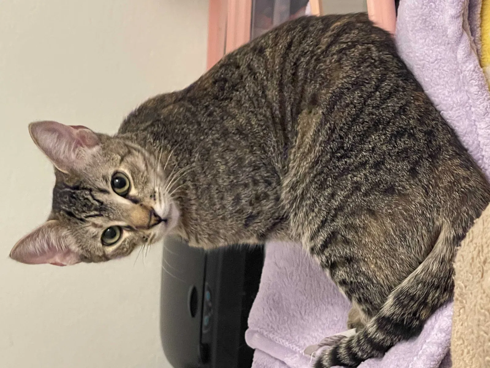 Lost cat in Oxnard, CA, 93035