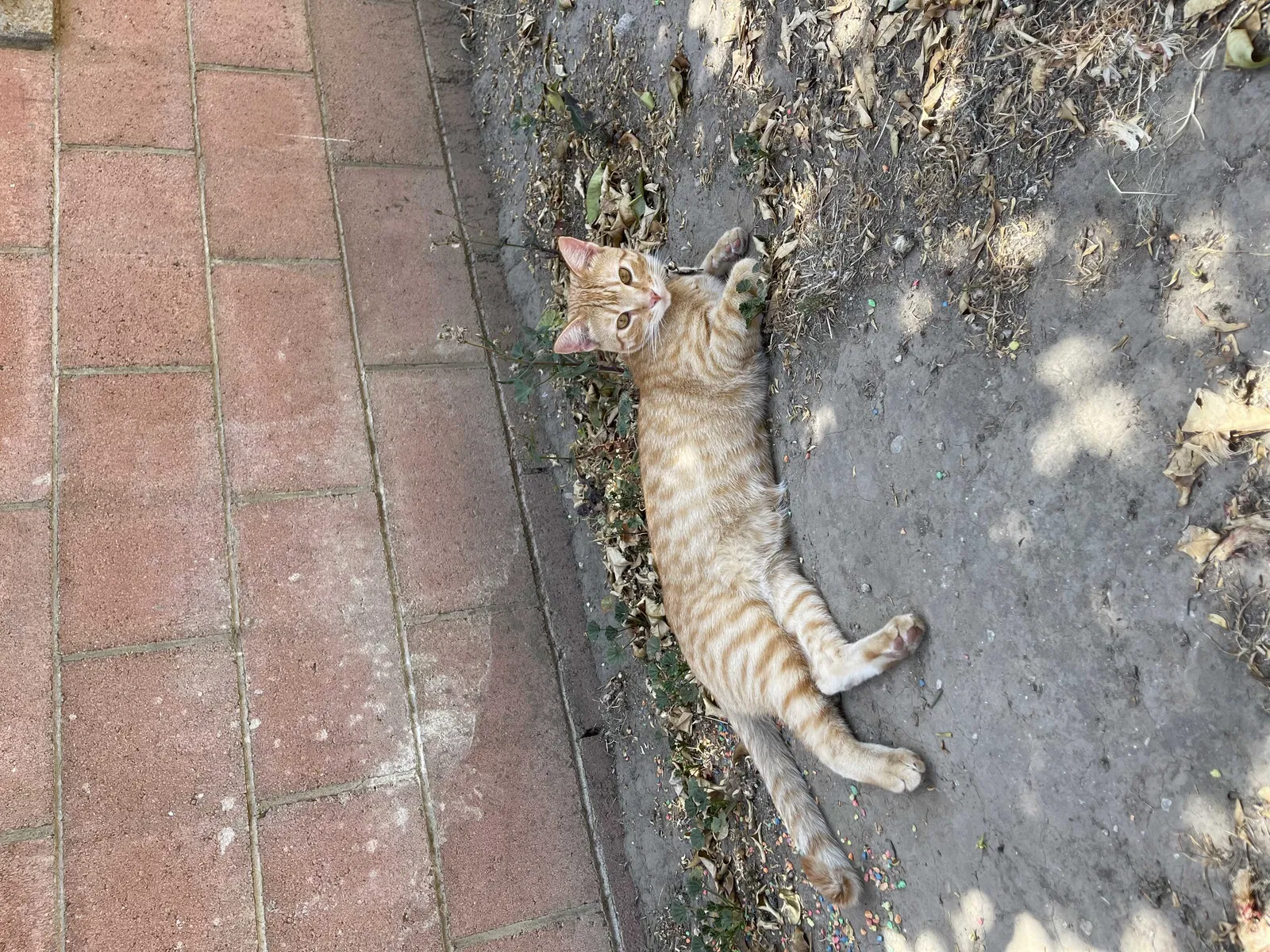 Lost cat in Oxnard, CA, 93035