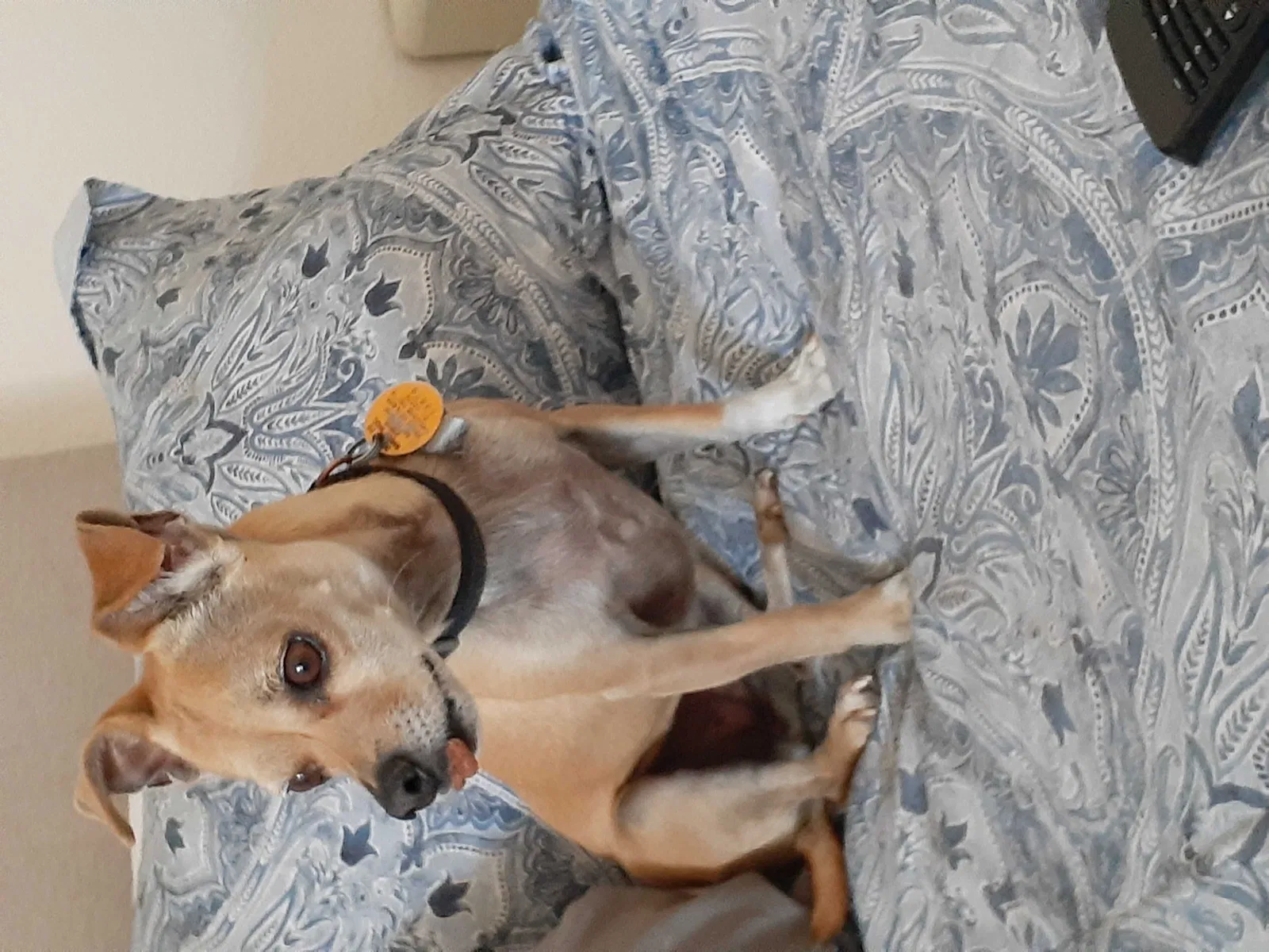 Lost dog in La Quinta, CA, 92253