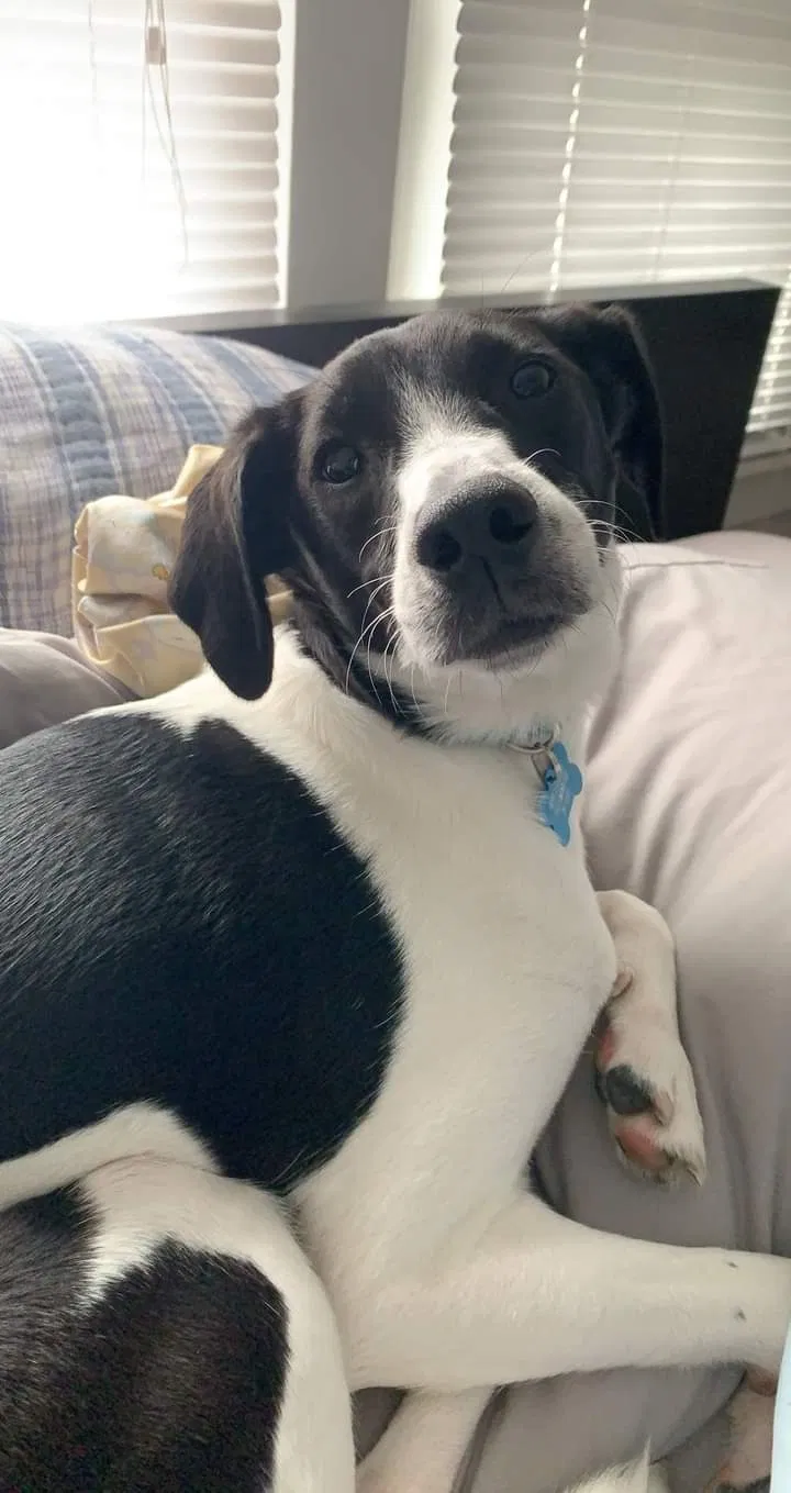 Lost dog in Bloomington, IN, 47401