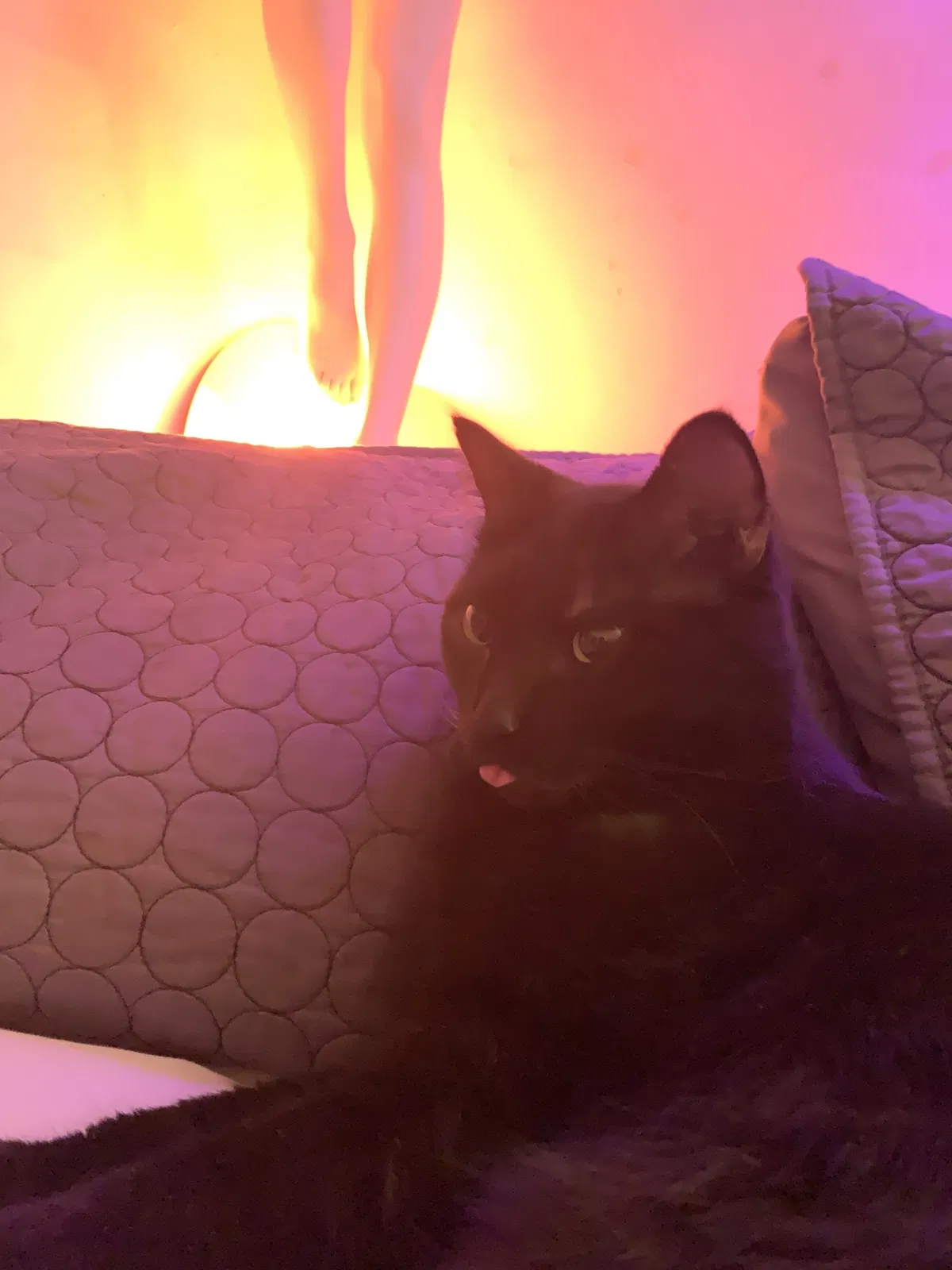 Lost cat in Atlanta, GA, 30316