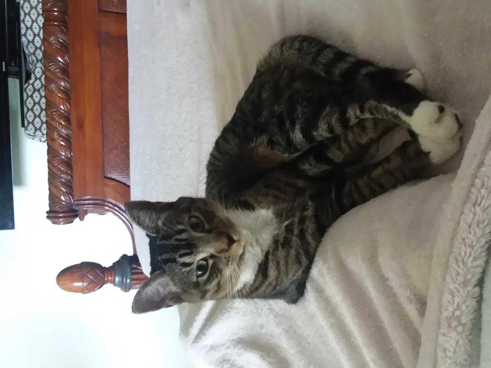 Lost cat in Port Saint Lucie, FL, 34983