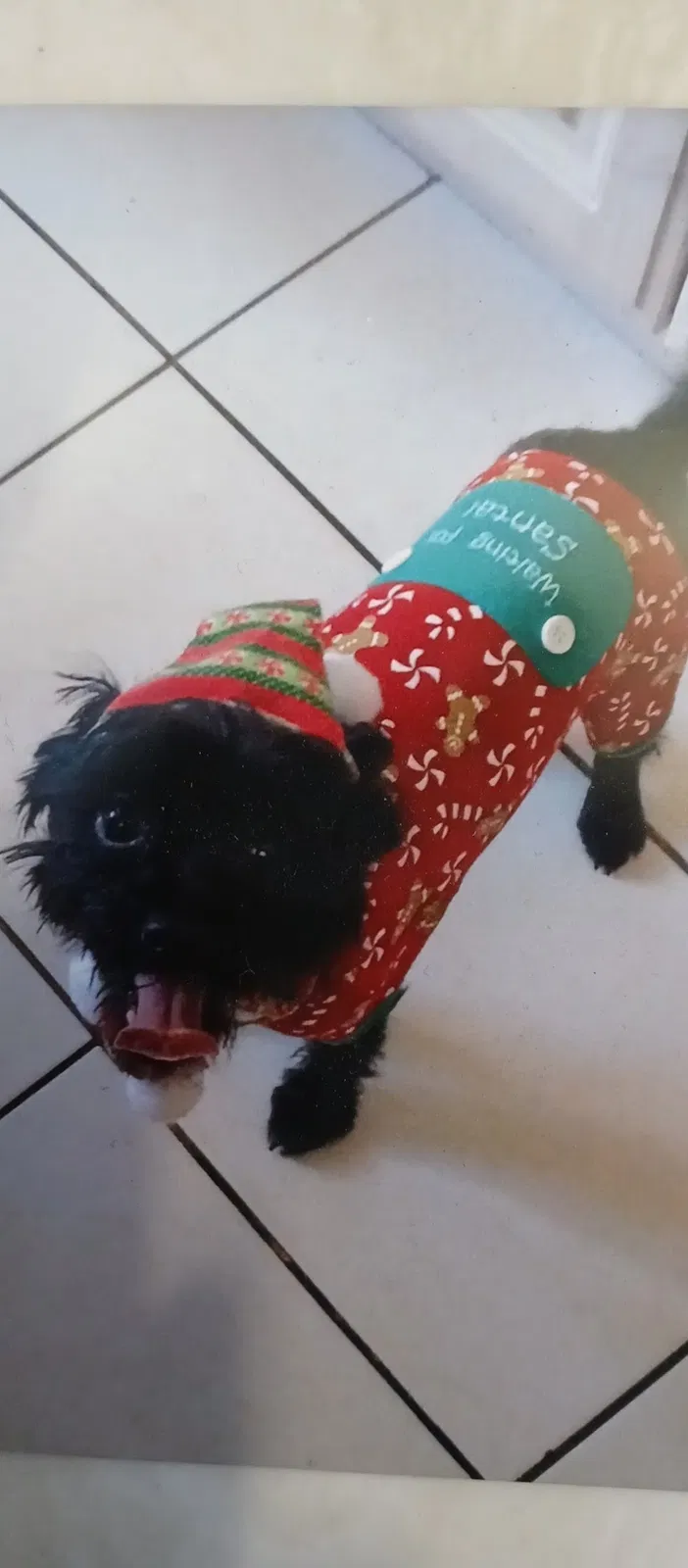 Lost dog in Panorama City, CA, 91402