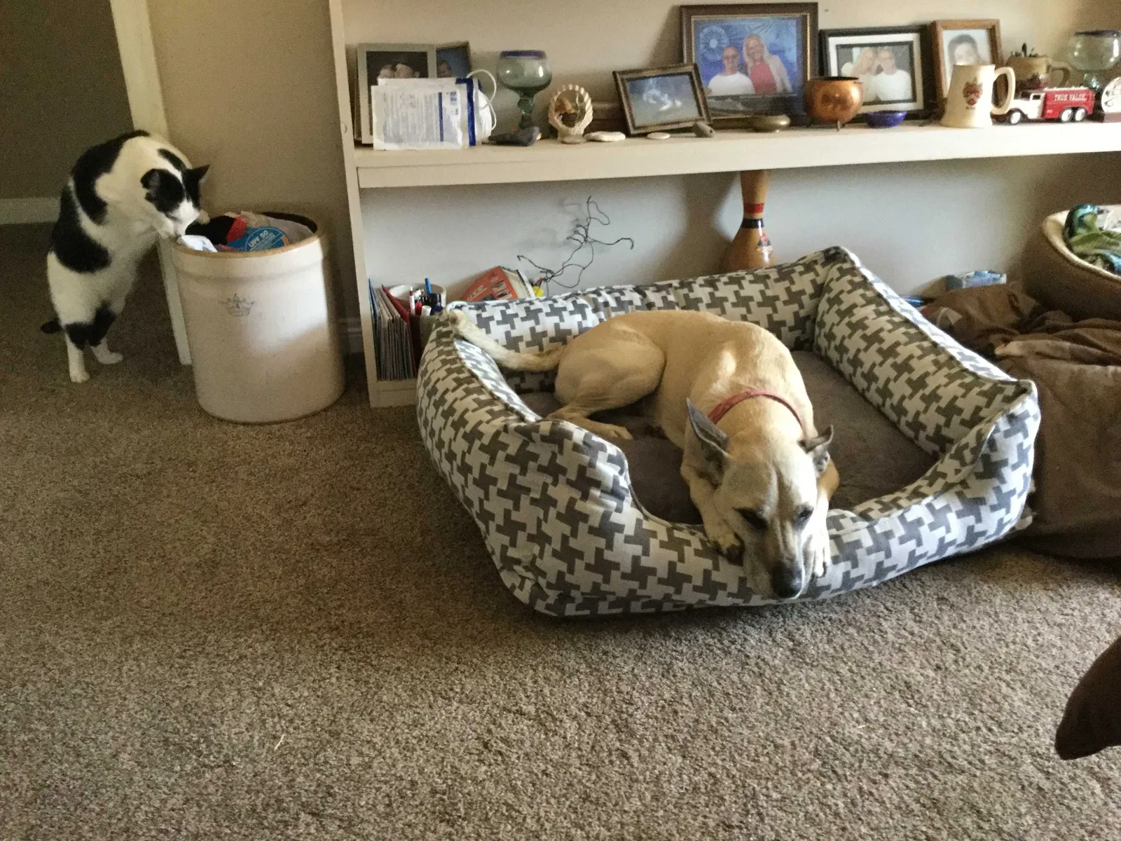 Lost dog in Hollister, CA, 95023