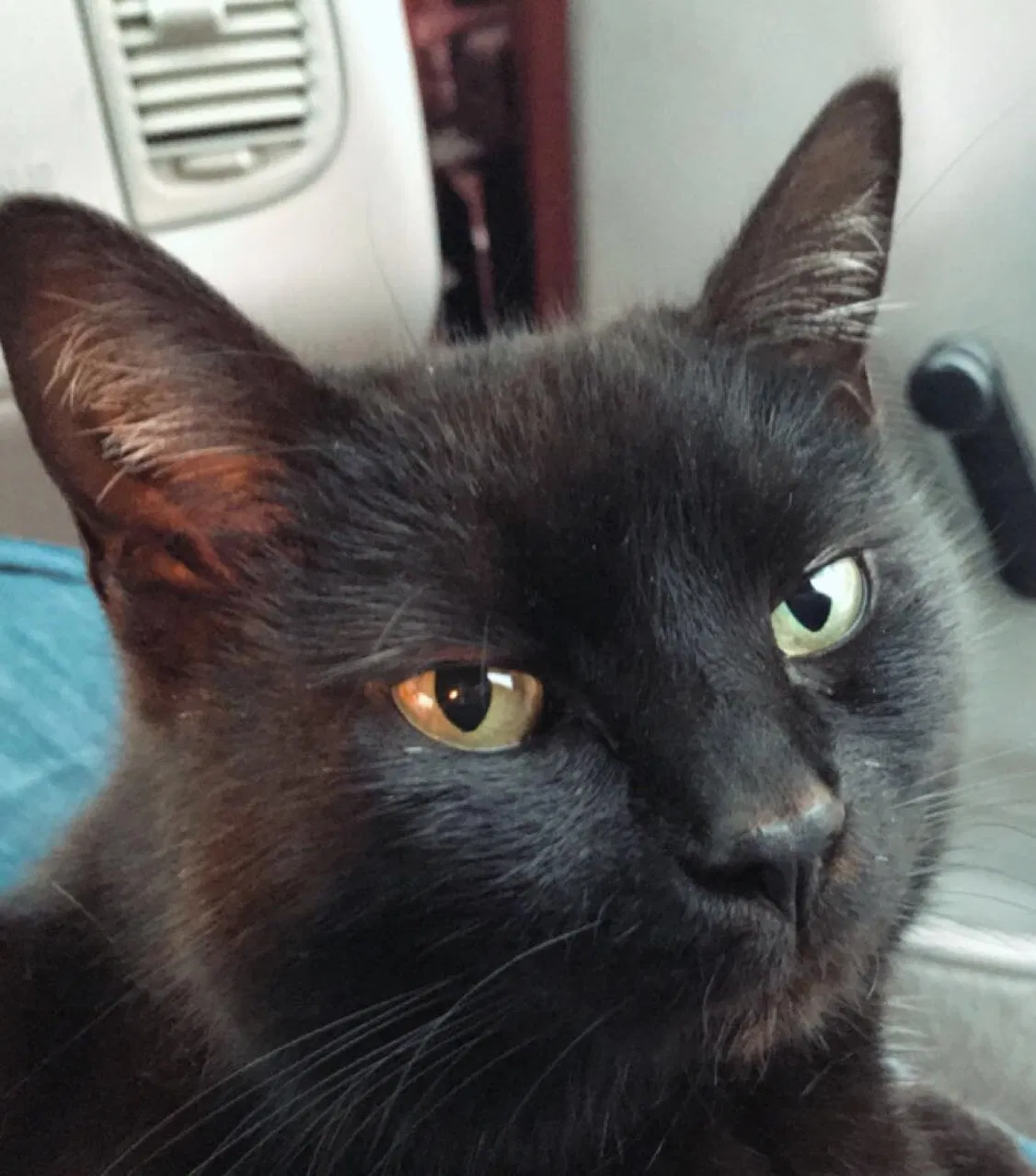 Lost cat in Mechanicsville, VA, 23111