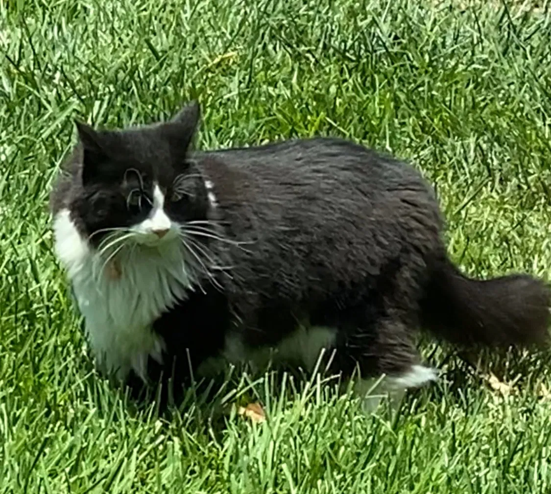 Lost cat in San Diego, CA, 92129