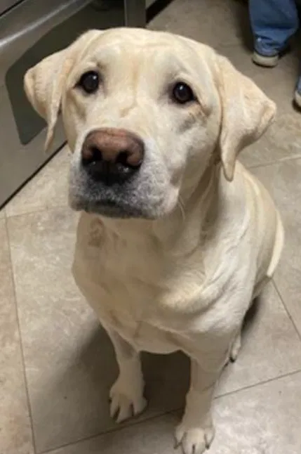 Lost dog in Arlington, TN, 38002