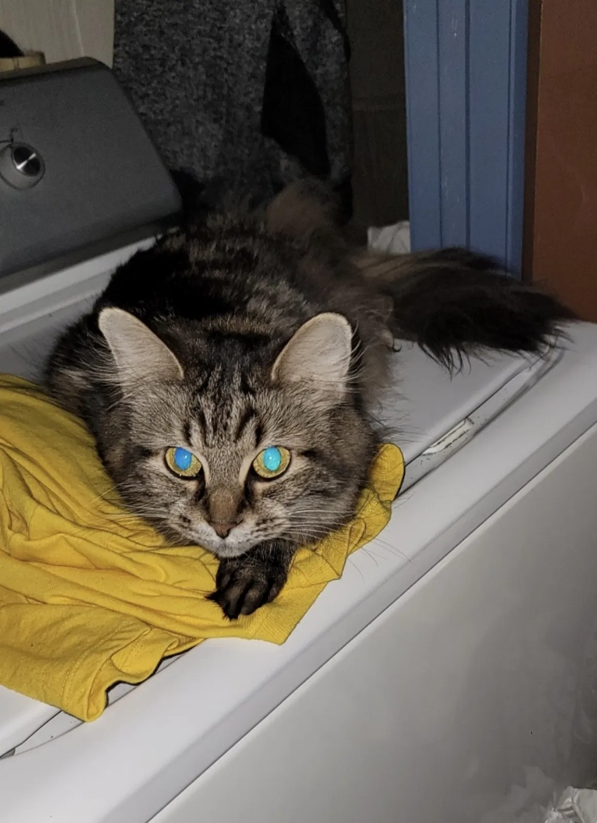 Lost cat in Lapeer, MI, 48446