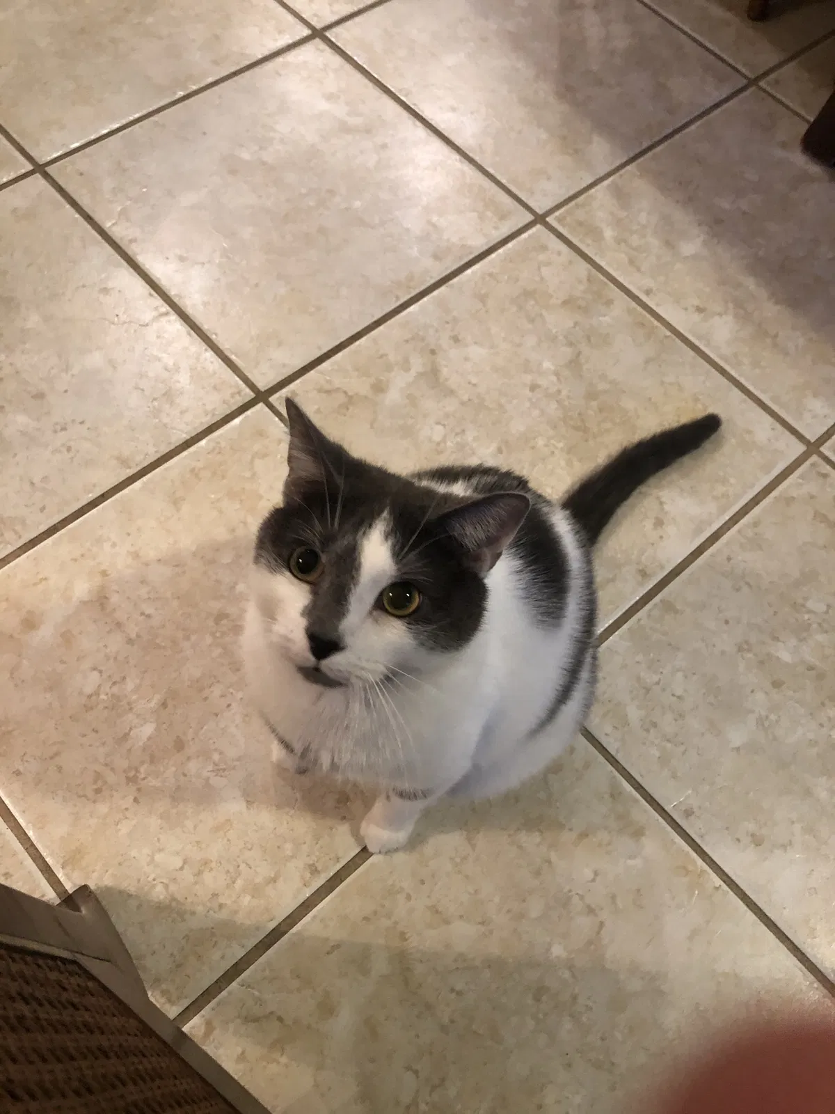 Lost cat in Lutz, FL, 33549