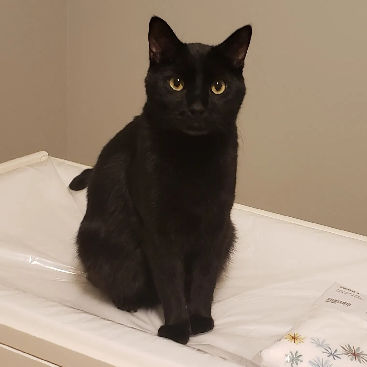Lost cat in Moody, AL, 35004