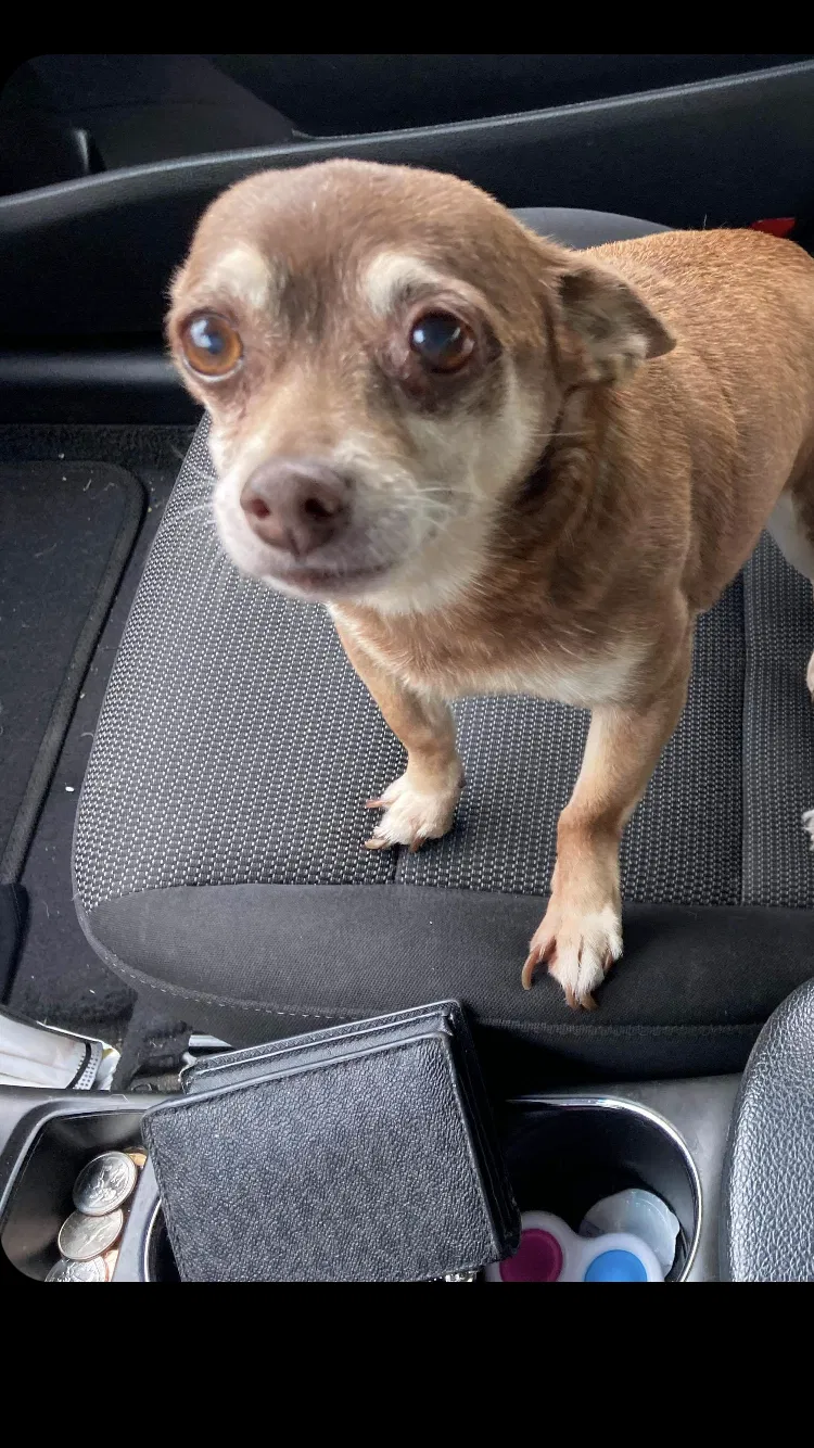 Lost dog in Bloomington, CA, 92316