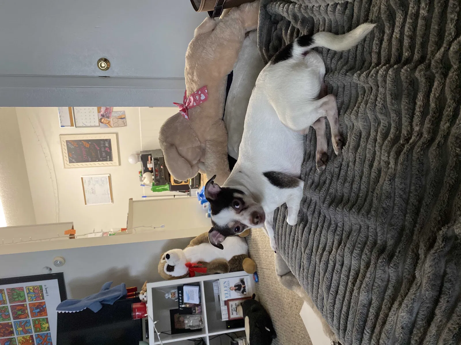 Lost dog in Loveland, CO, 80538