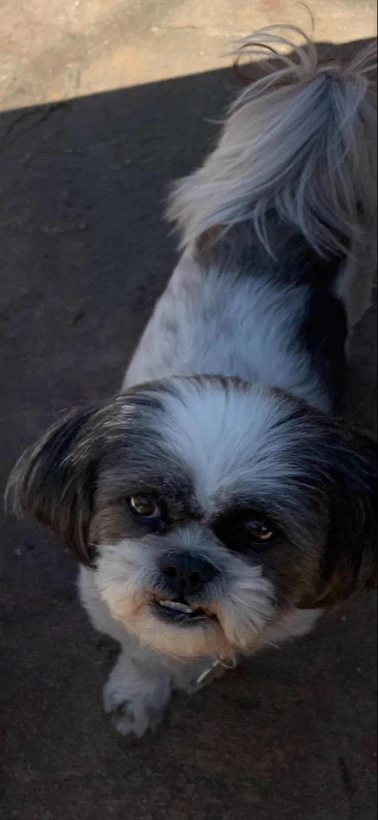 Lost dog in Antioch, CA, 94509