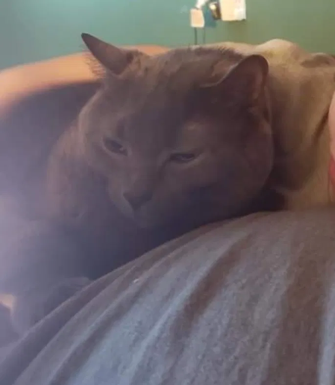 Lost cat in Dayton, OH, 45449