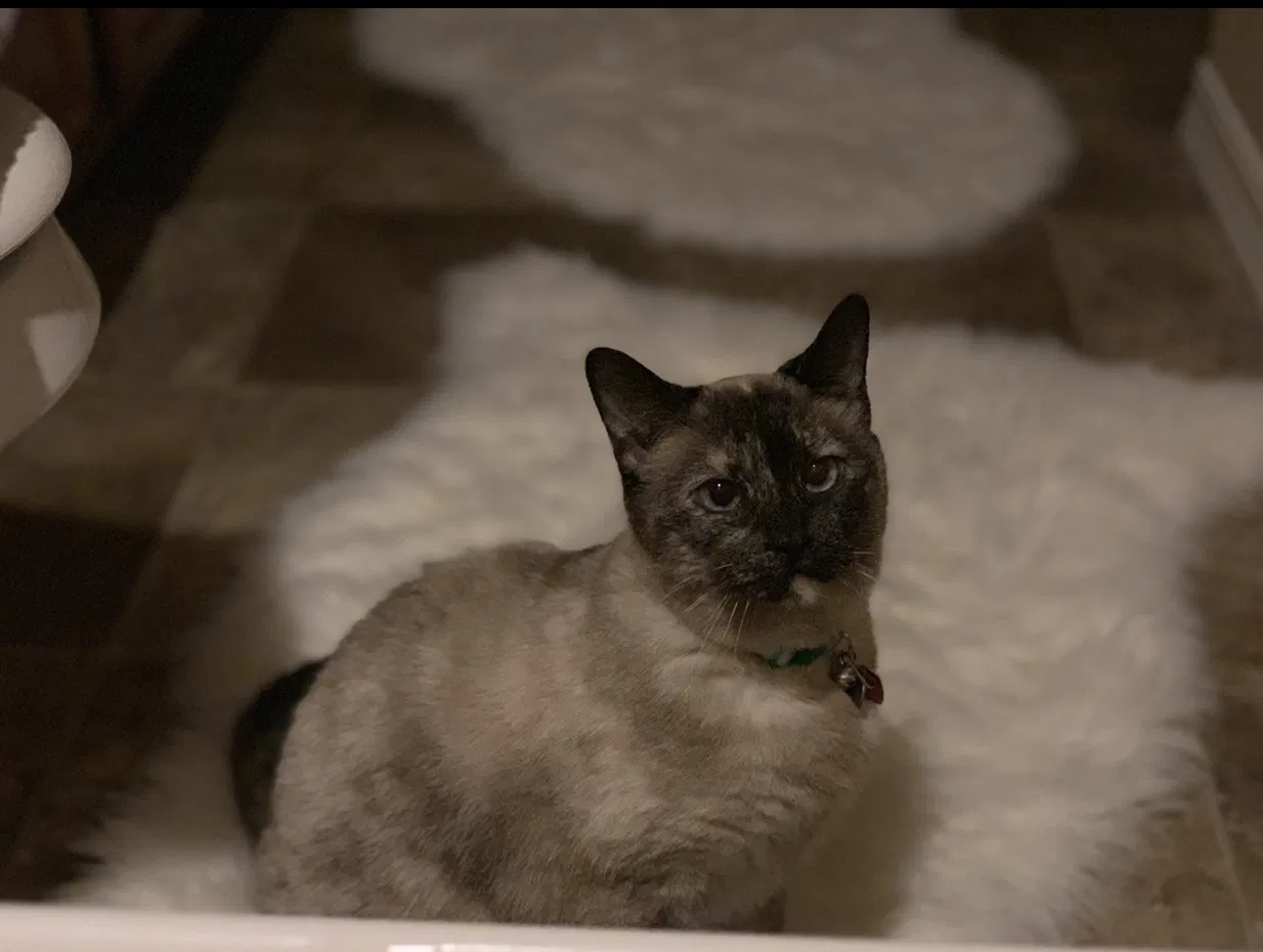Lost cat in Colorado Springs, CO, 80911