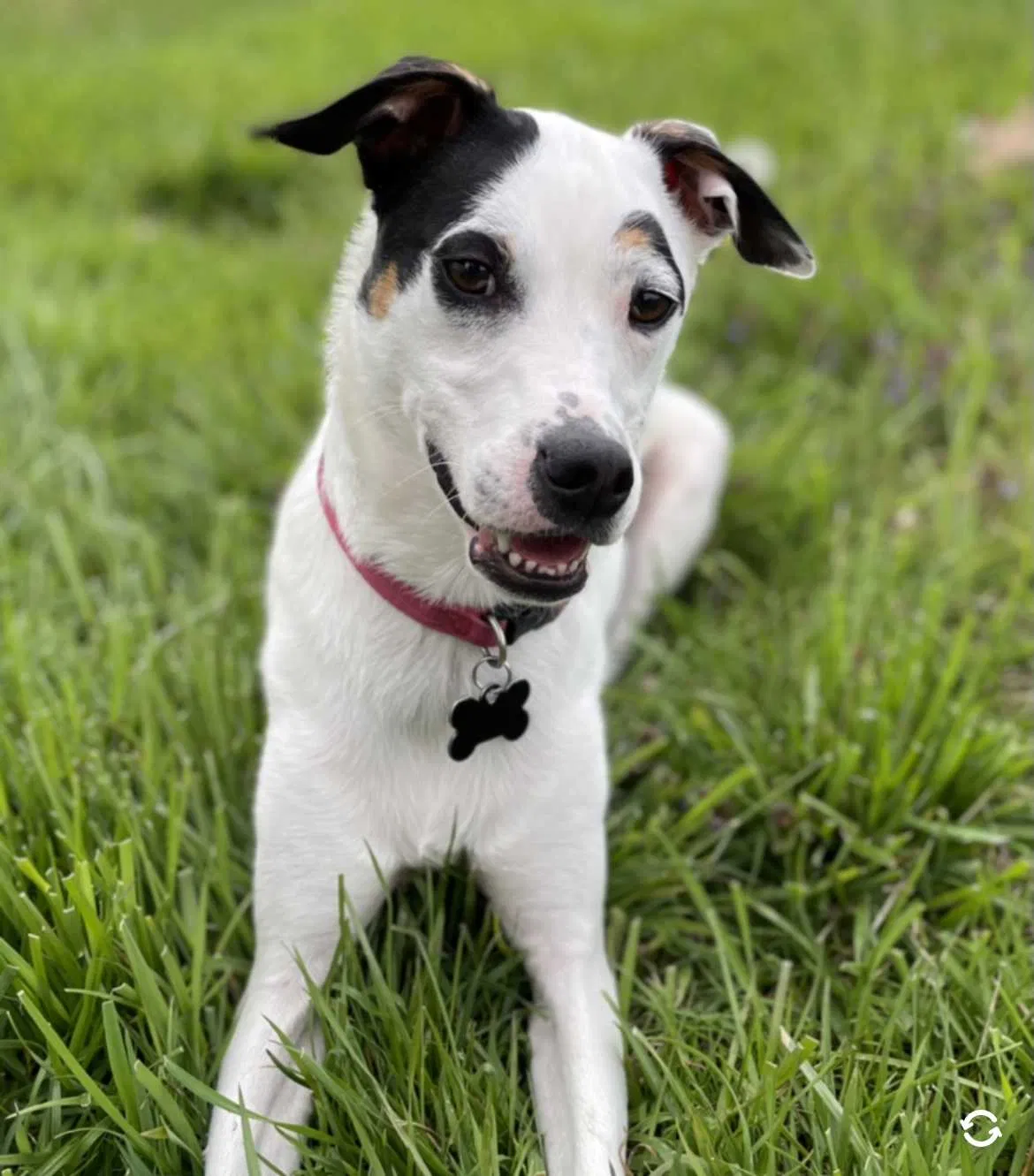 Lost dog in Georgetown, IN, 47122