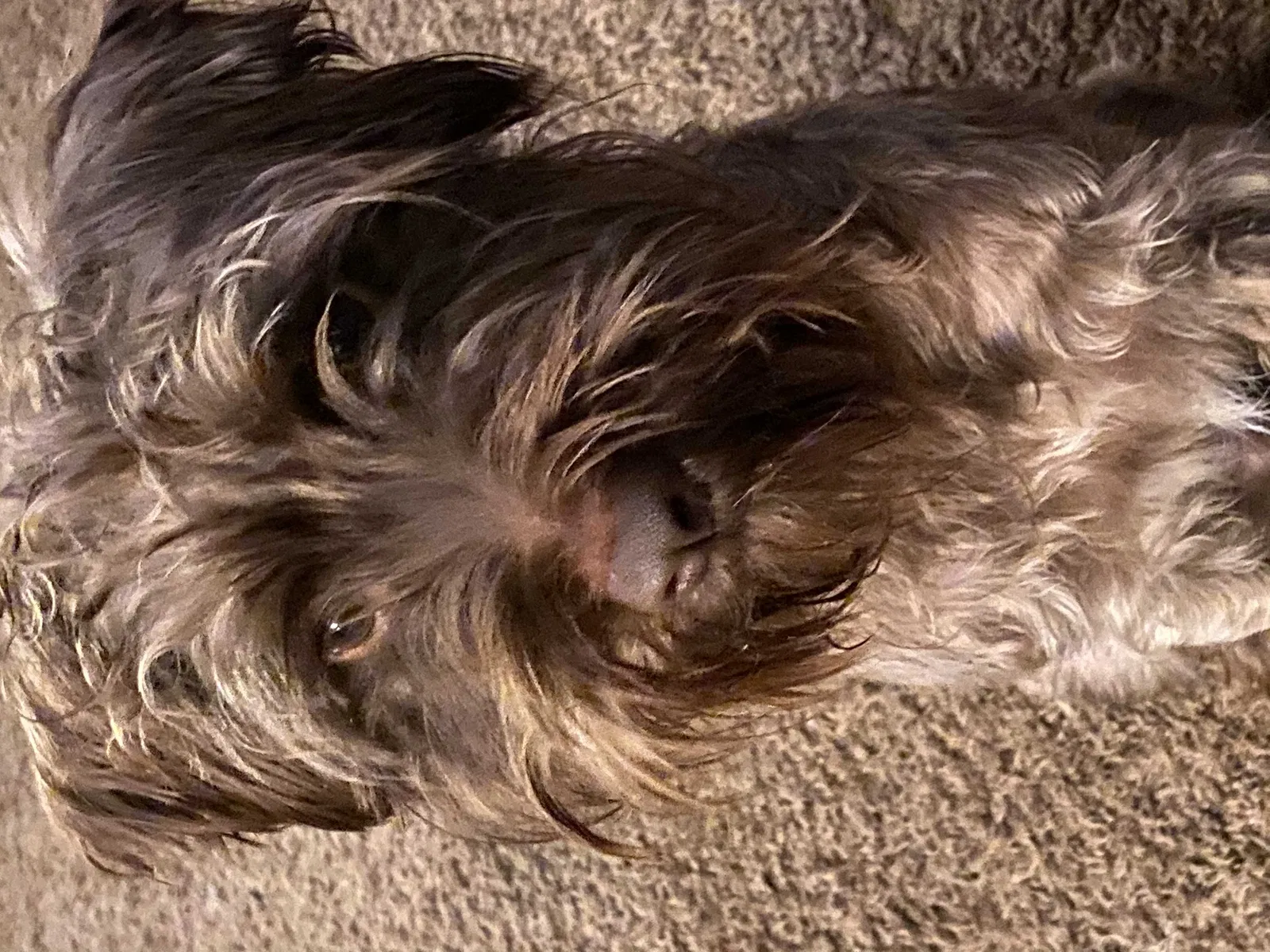 Lost dog in Fort Worth, TX, 76112