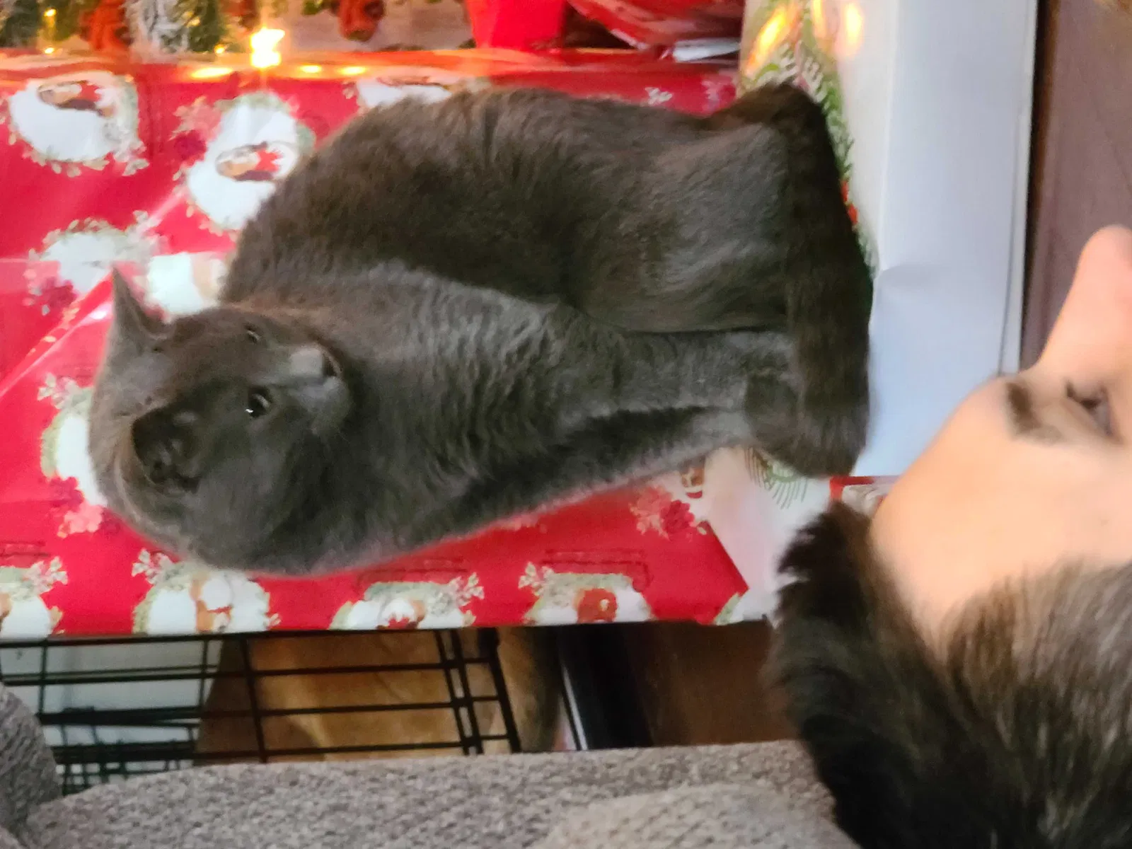 Lost cat in Dalton, GA, 30721