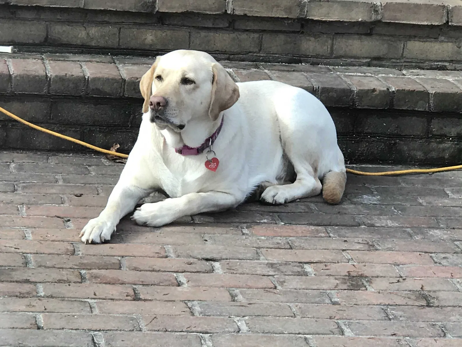 Lost dog in Parkton, MD, 21120