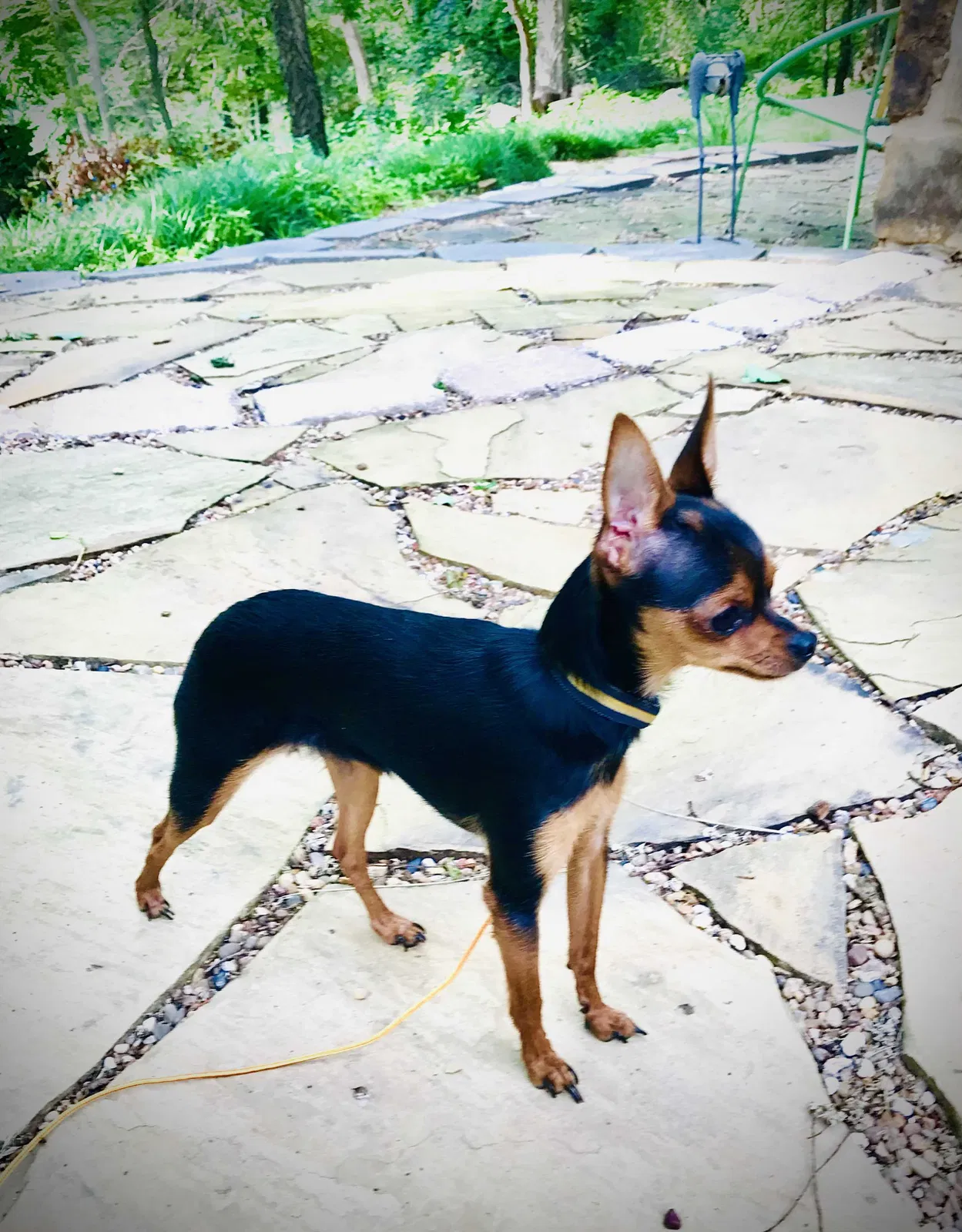 Found dog in Oklahoma City, OK, 73122