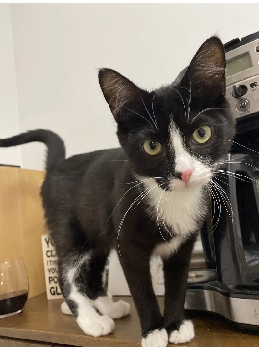 Lost cat in Lansing, MI, 48910