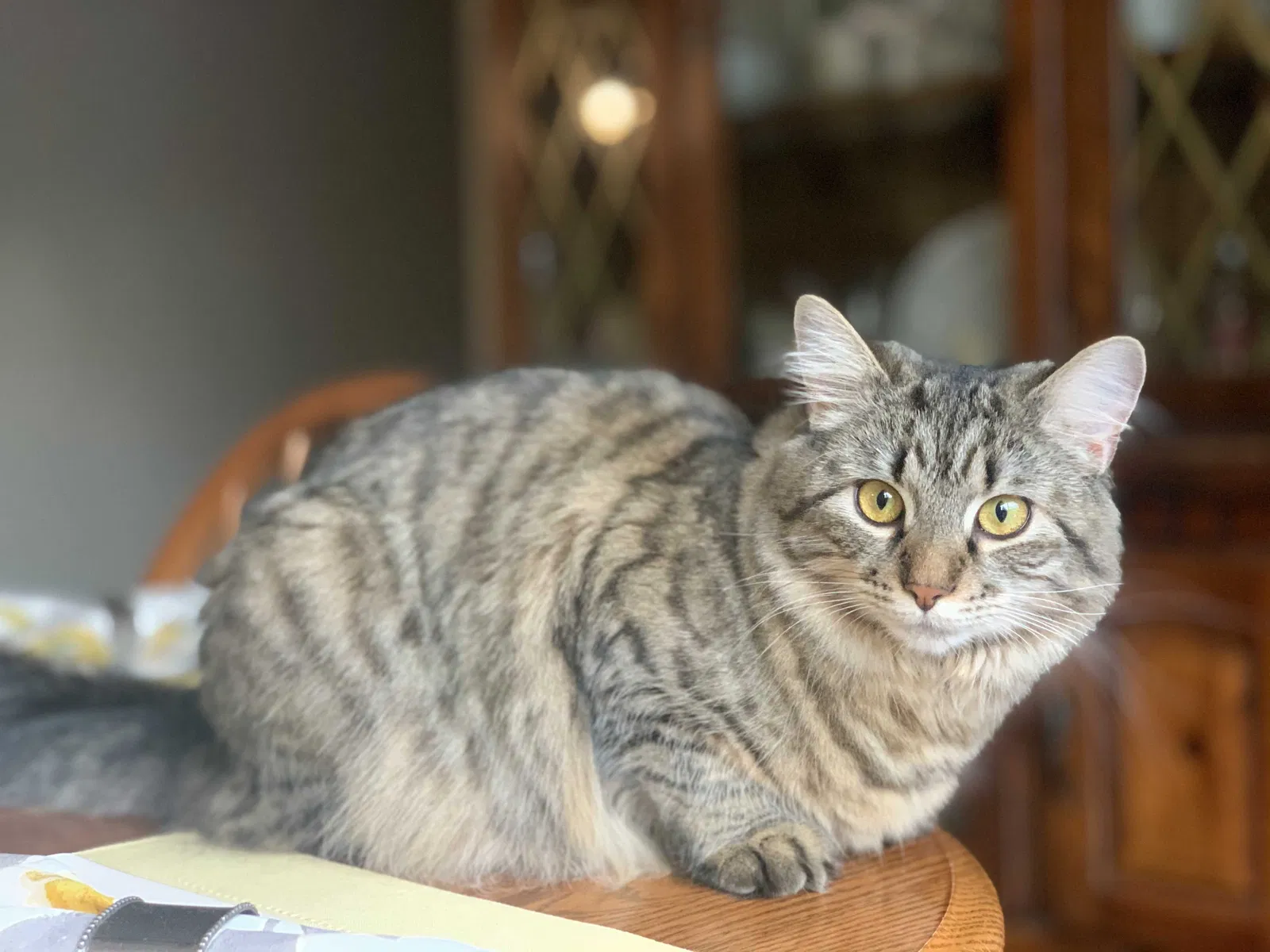 Lost cat in Lockport, NY, 14094
