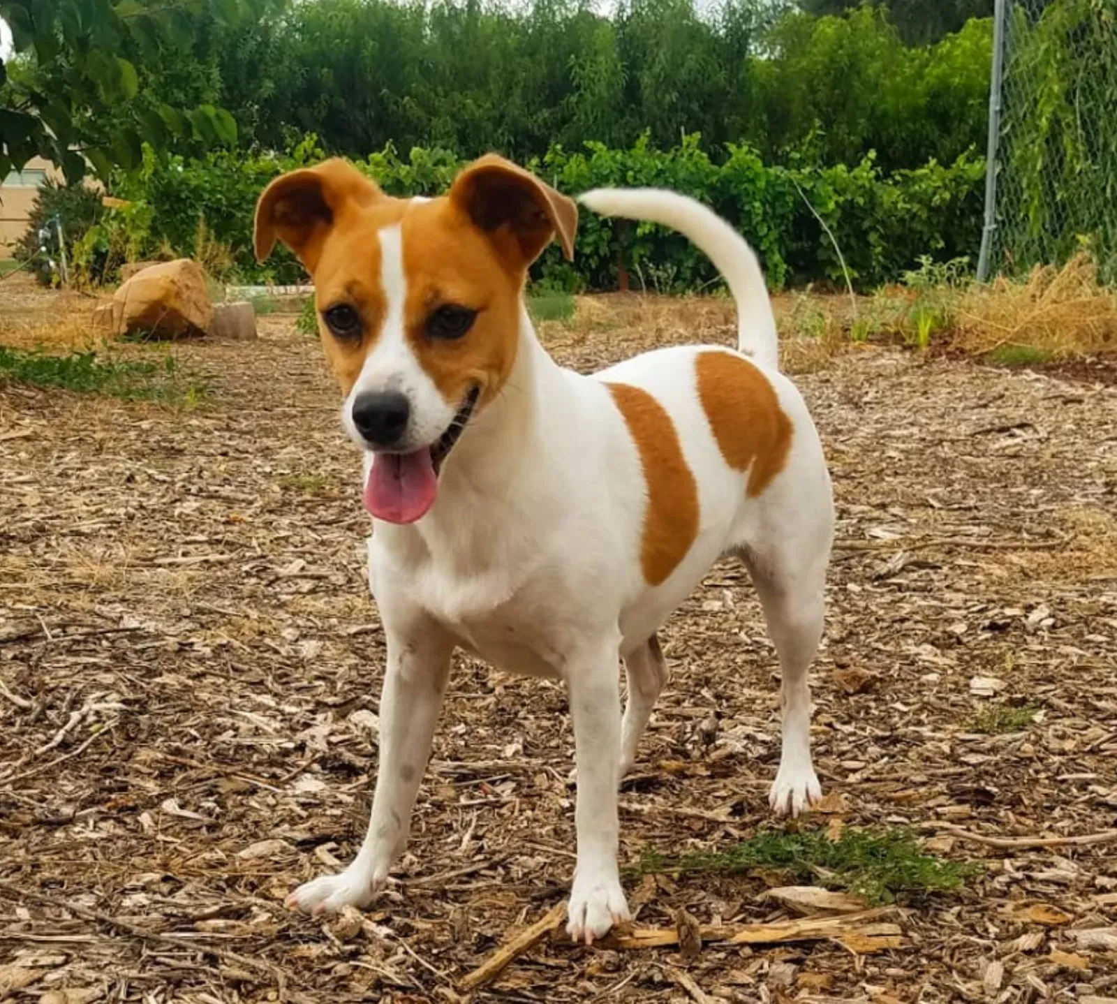 Lost dog in Albuquerque, NM, 87107