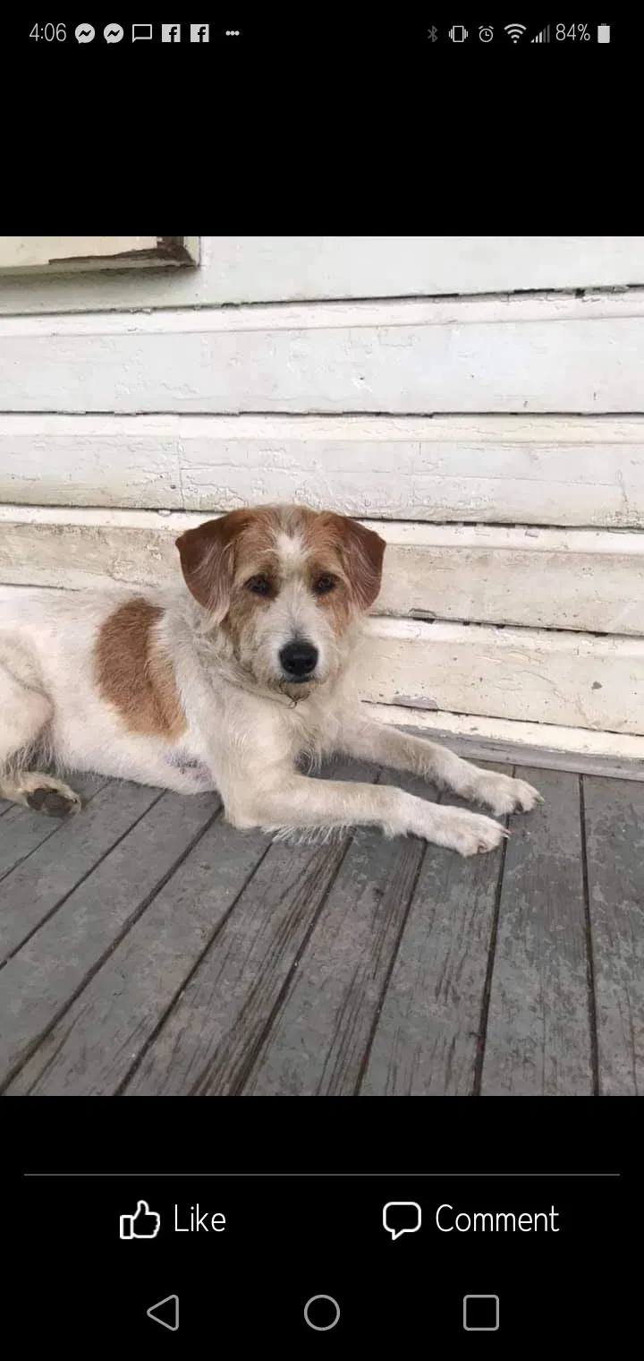 Lost dog in Amite, LA, 70422
