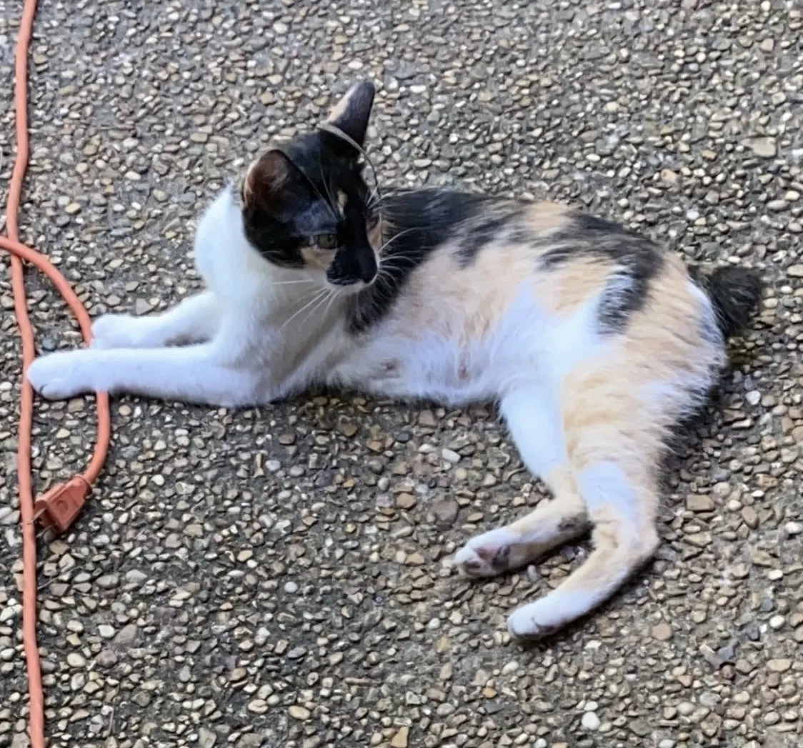 Lost cat in Byram, MS, 39272