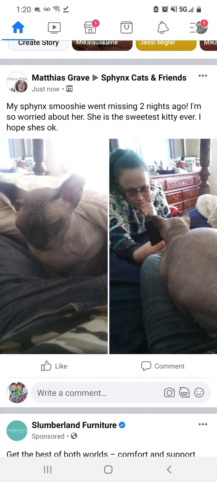 Found cat in Monticello, MN, 55362