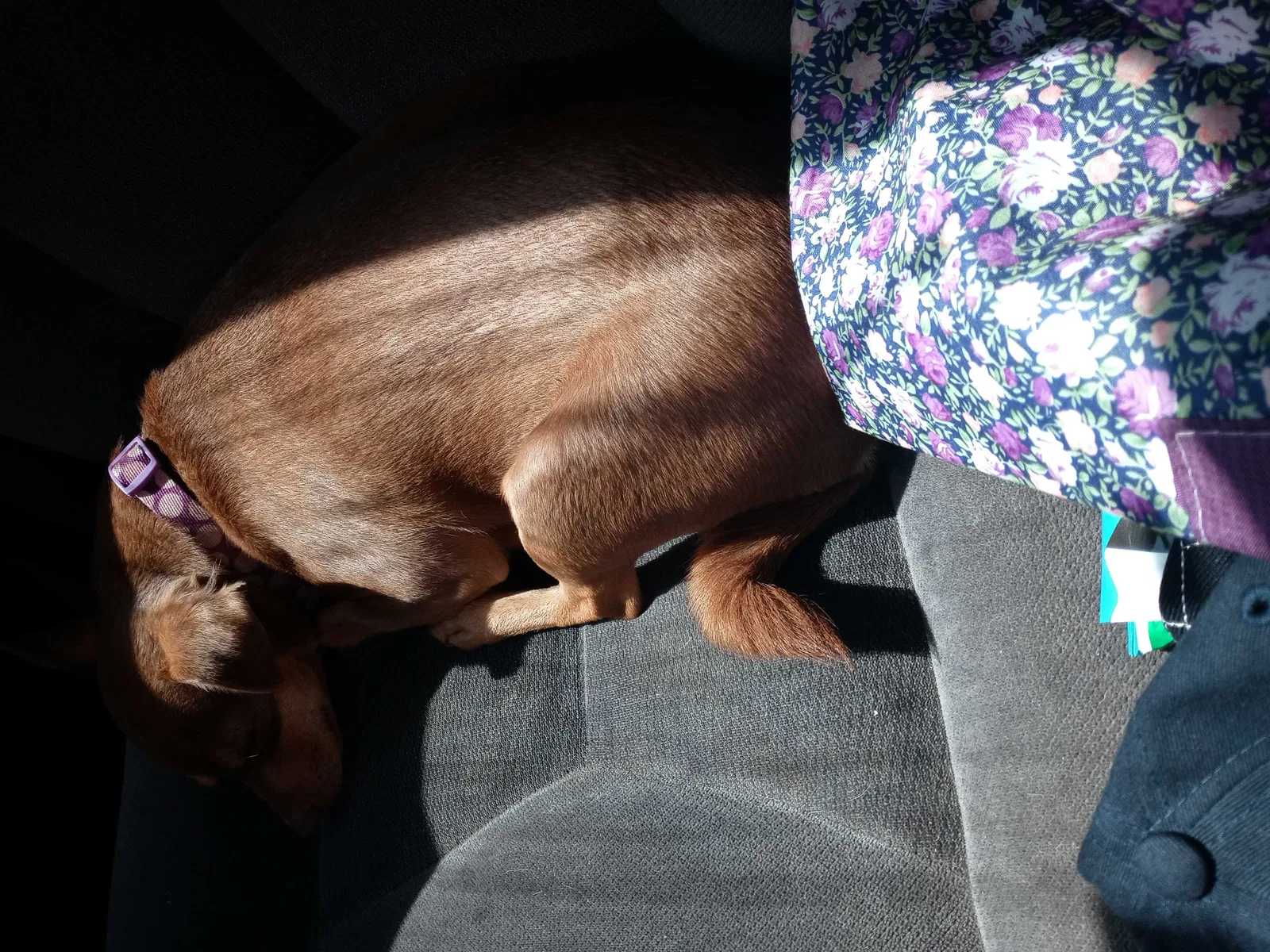 Lost dog in Las Cruces, NM, 88001