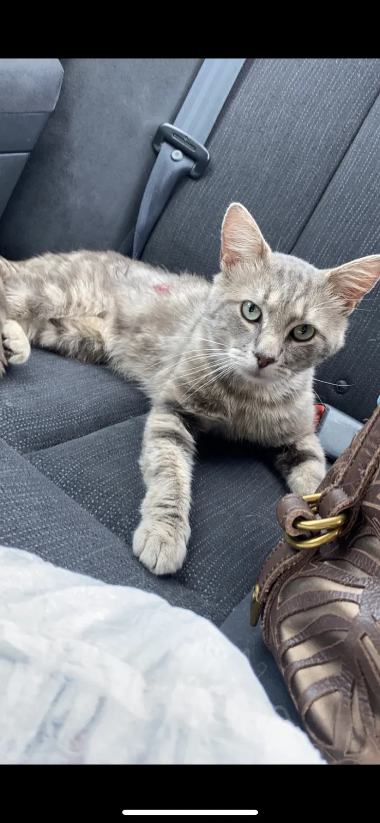 Lost cat in Moulton, AL, 35650
