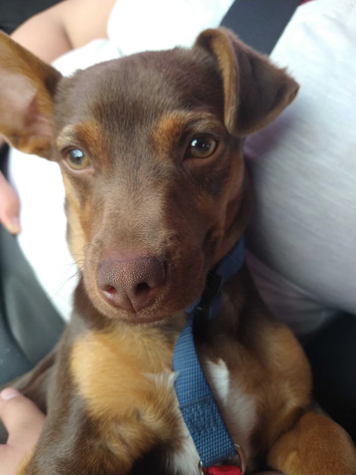 Lost dog in Glenwood, NM, 88039