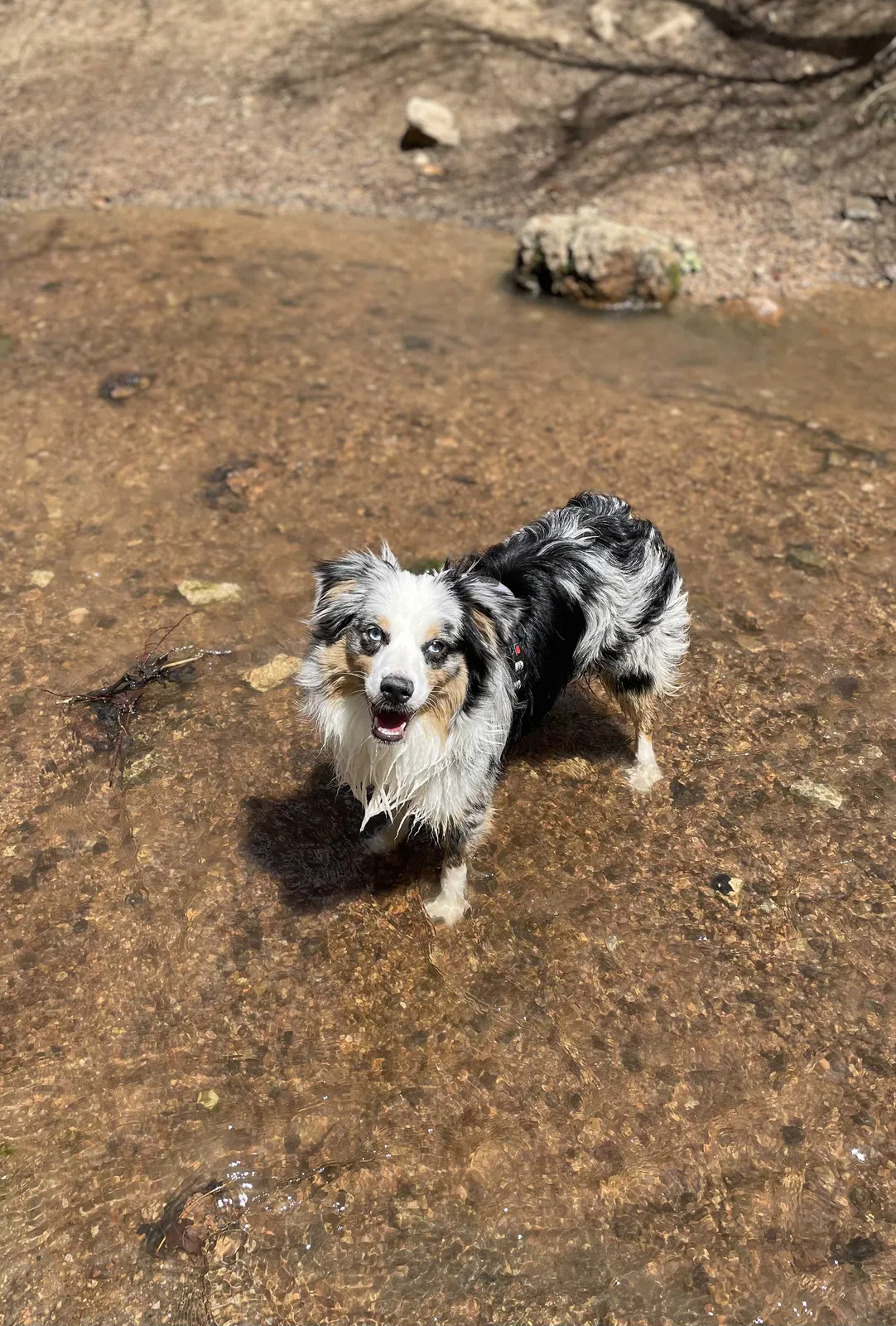 Lost dog in Colorado Springs, CO, 80909