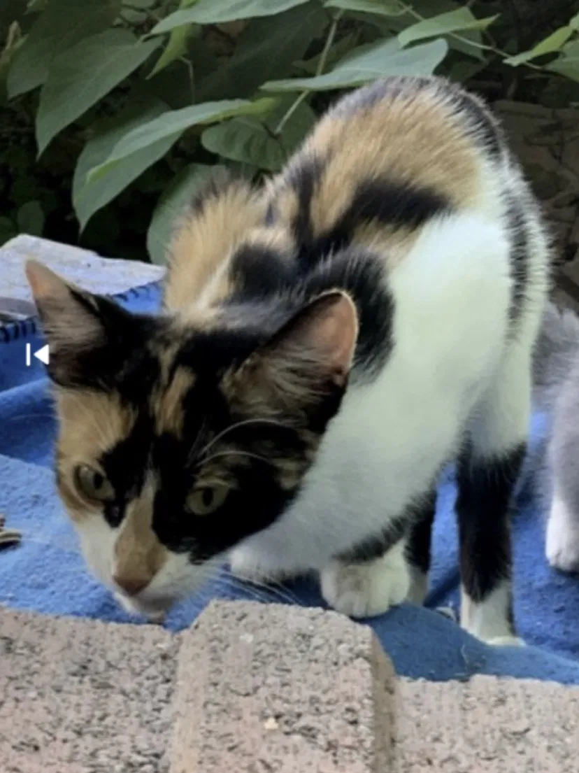 Lost cat in Mogadore, OH, 44260