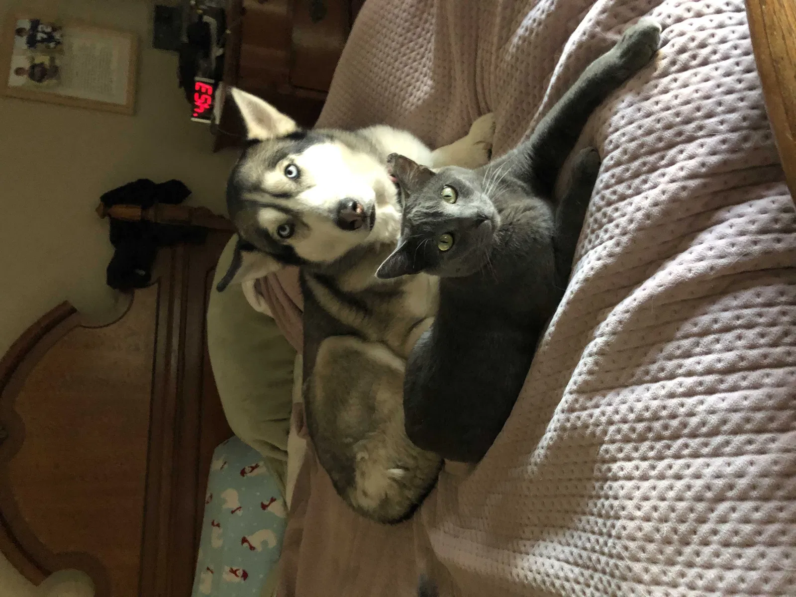 Lost cat in Las Vegas, NV, 89149