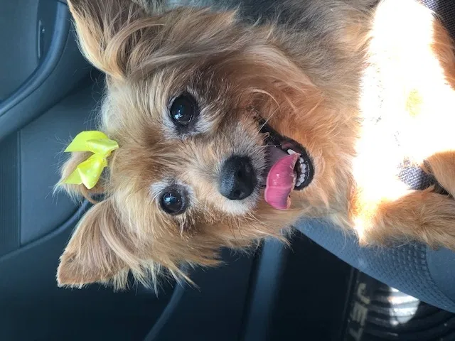 Lost dog in Fort Lauderdale, FL, 33321