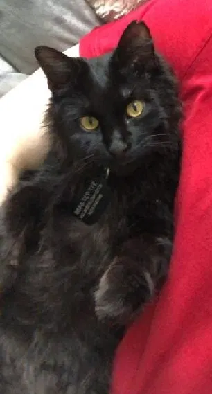 Lost cat in Indianapolis, IN, 46227