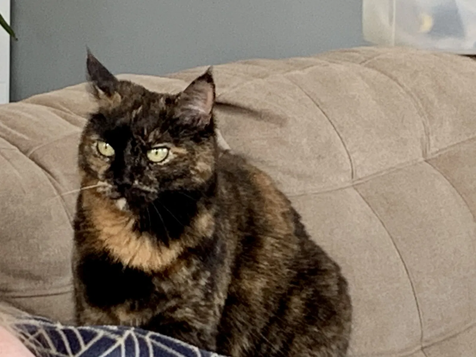 Lost cat in Northfield, NJ, 8225