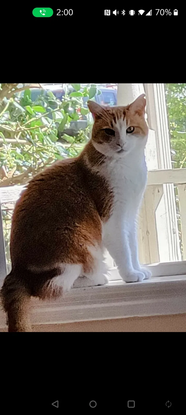 Lost cat in Madison, TN, 37115