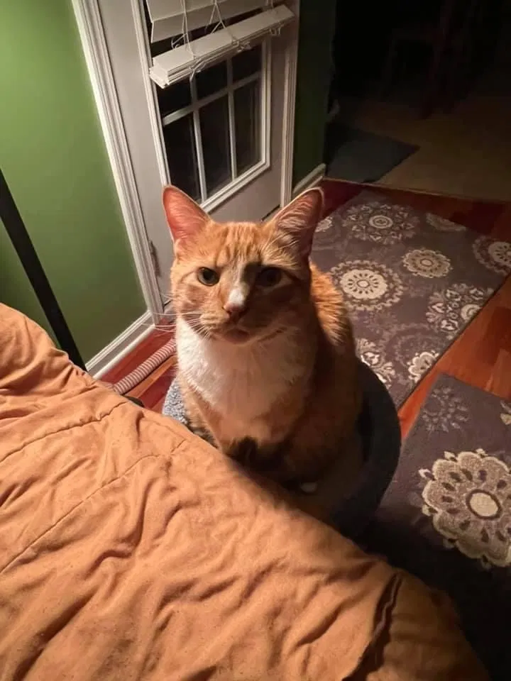 Lost cat in Mooresville, NC, 28117