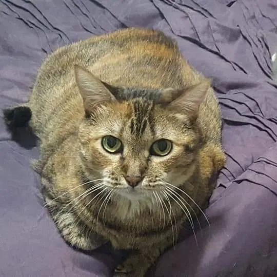 Lost cat in Middleburg, FL, 32068