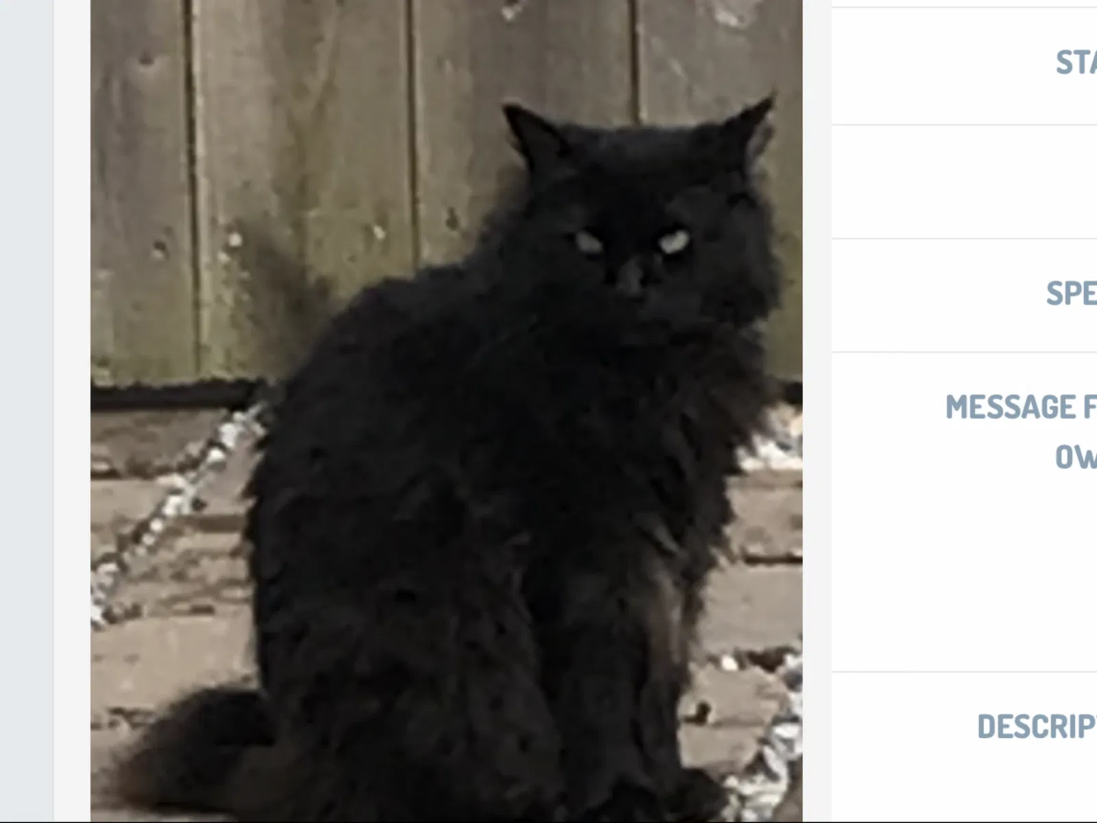 Lost cat in Mandeville, LA, 70471