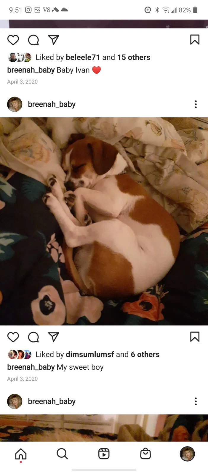 Lost dog in Turlock, CA, 95380