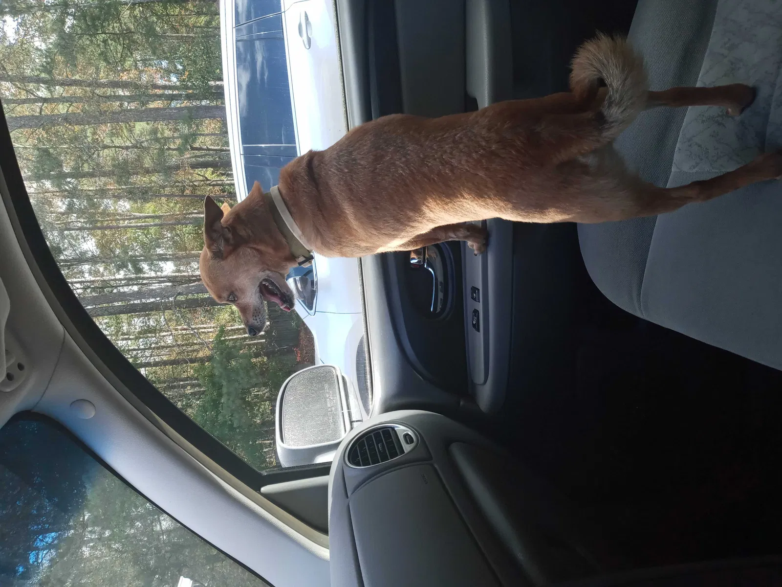 Lost dog in Newnan, GA, 30263