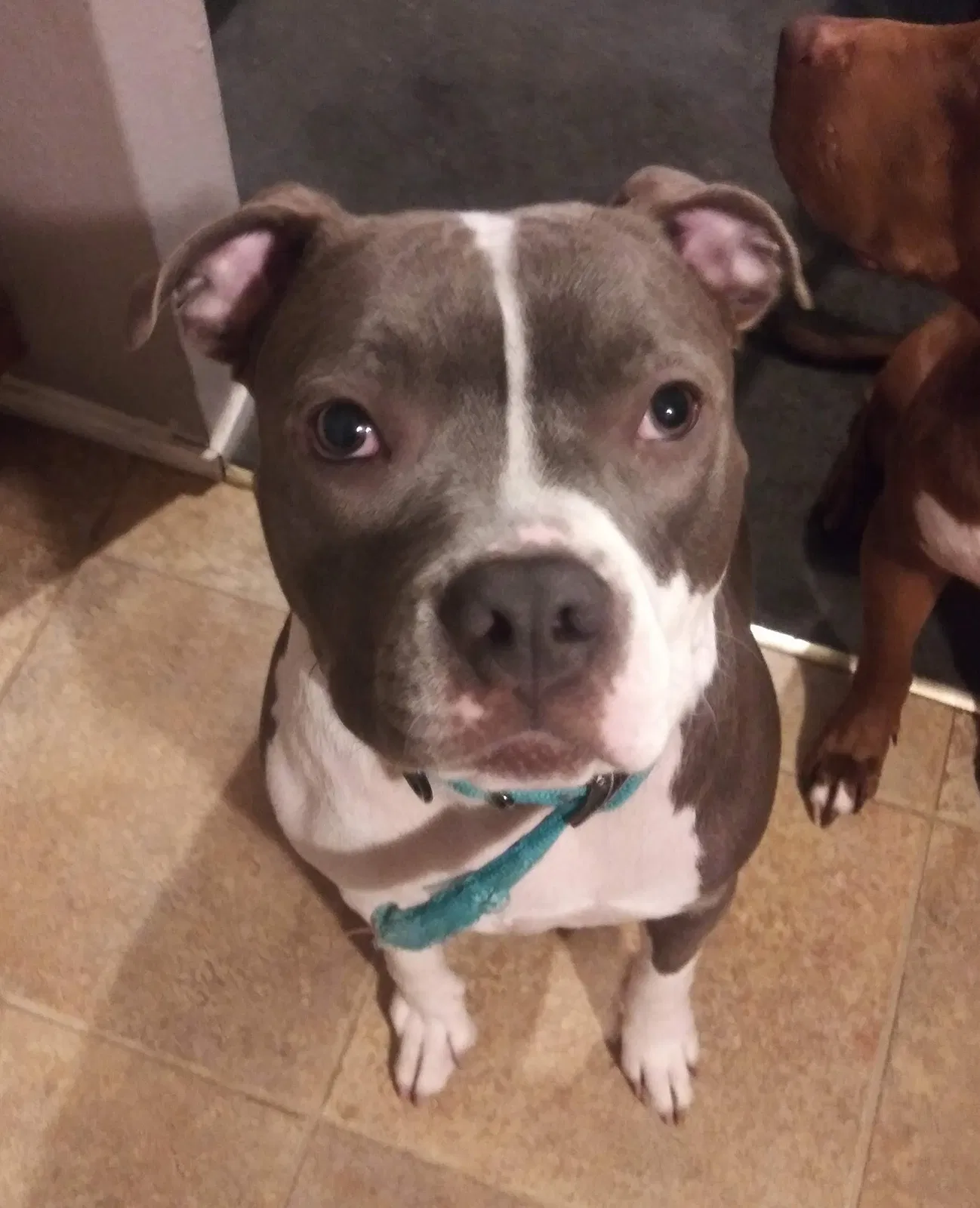 Lost dog in Corpus Christi, TX, 78410